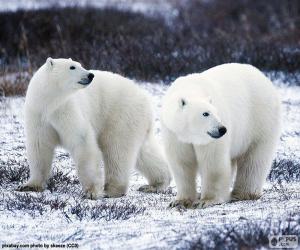 yapboz Kutup ayıları